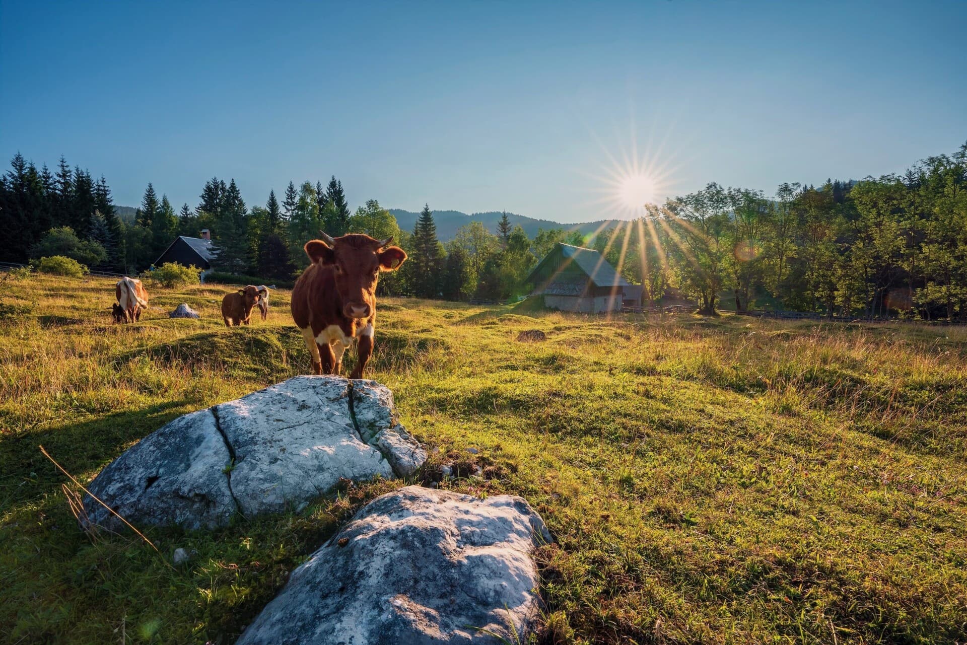 cows on a meadow in julian alps